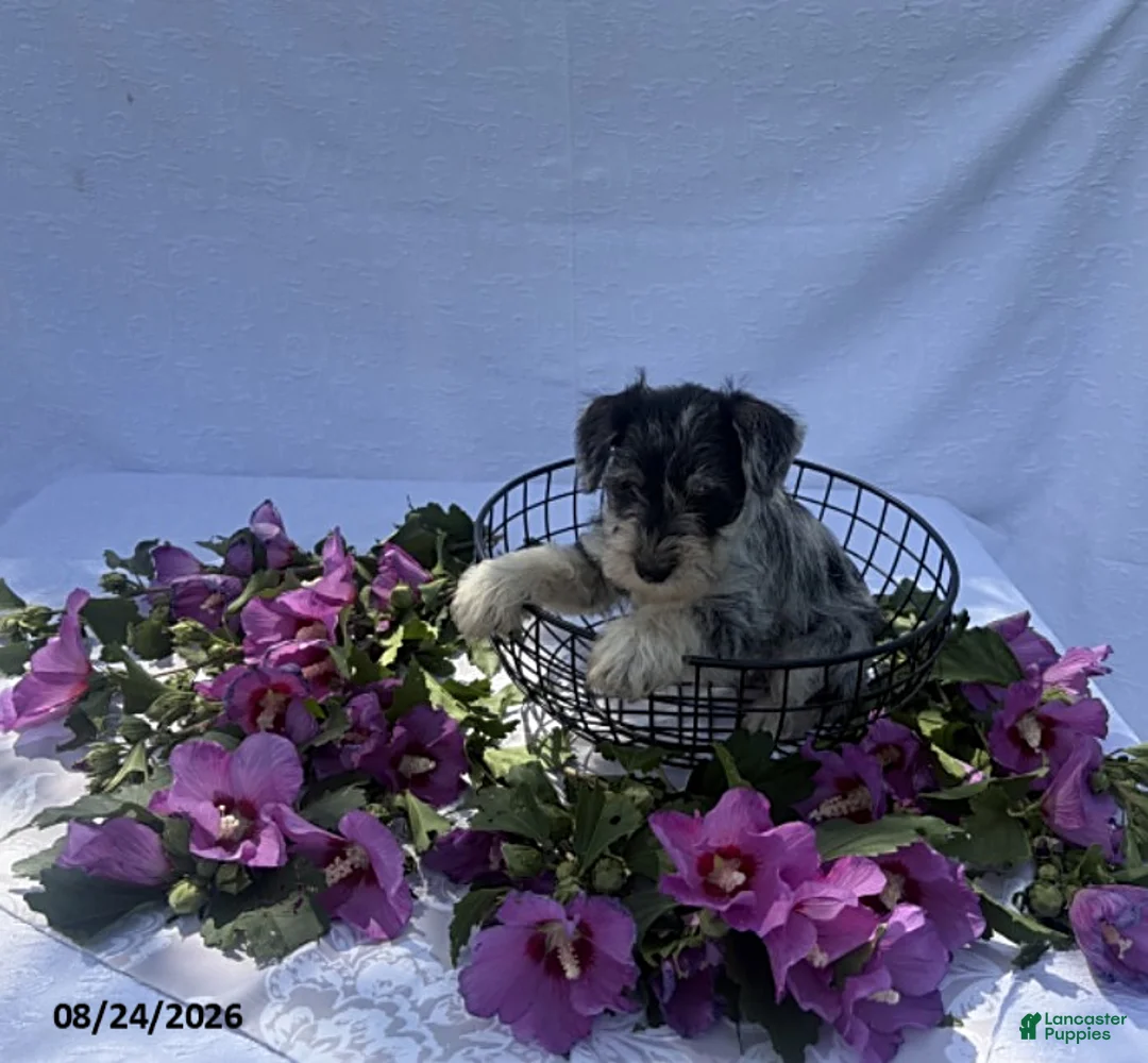 Miniature Schnauzer dogs for sale: Hudson - Ad 3