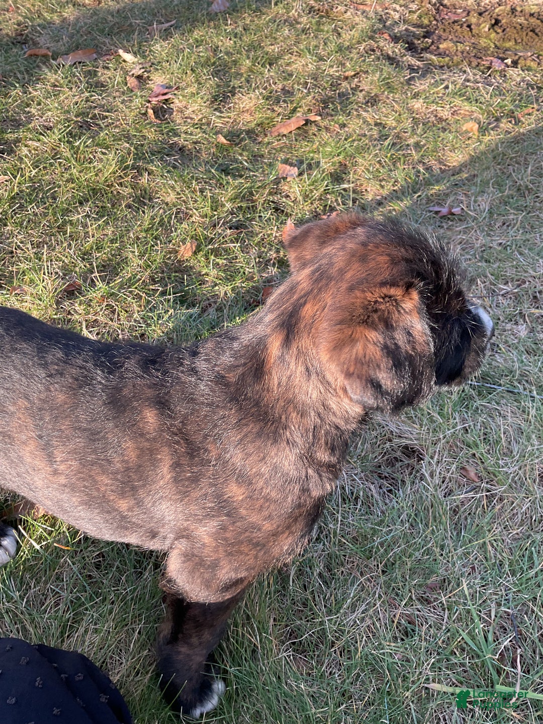 Mixed Breed dogs for sale: Bober - Ad 8