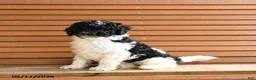 Miniature Poodle dogs for sale: Harriet - Ad 1
