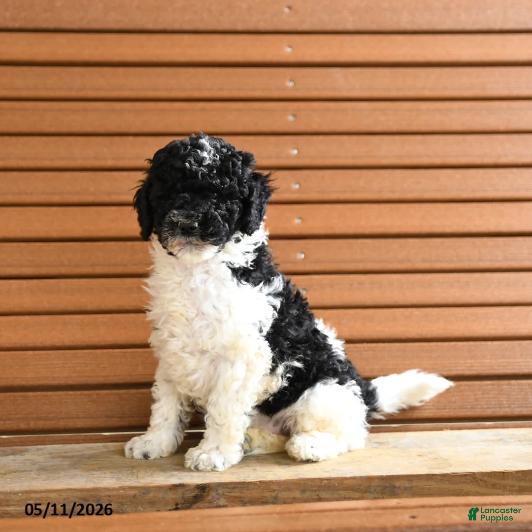 Miniature Poodle dogs for sale: Harriet - Ad 1