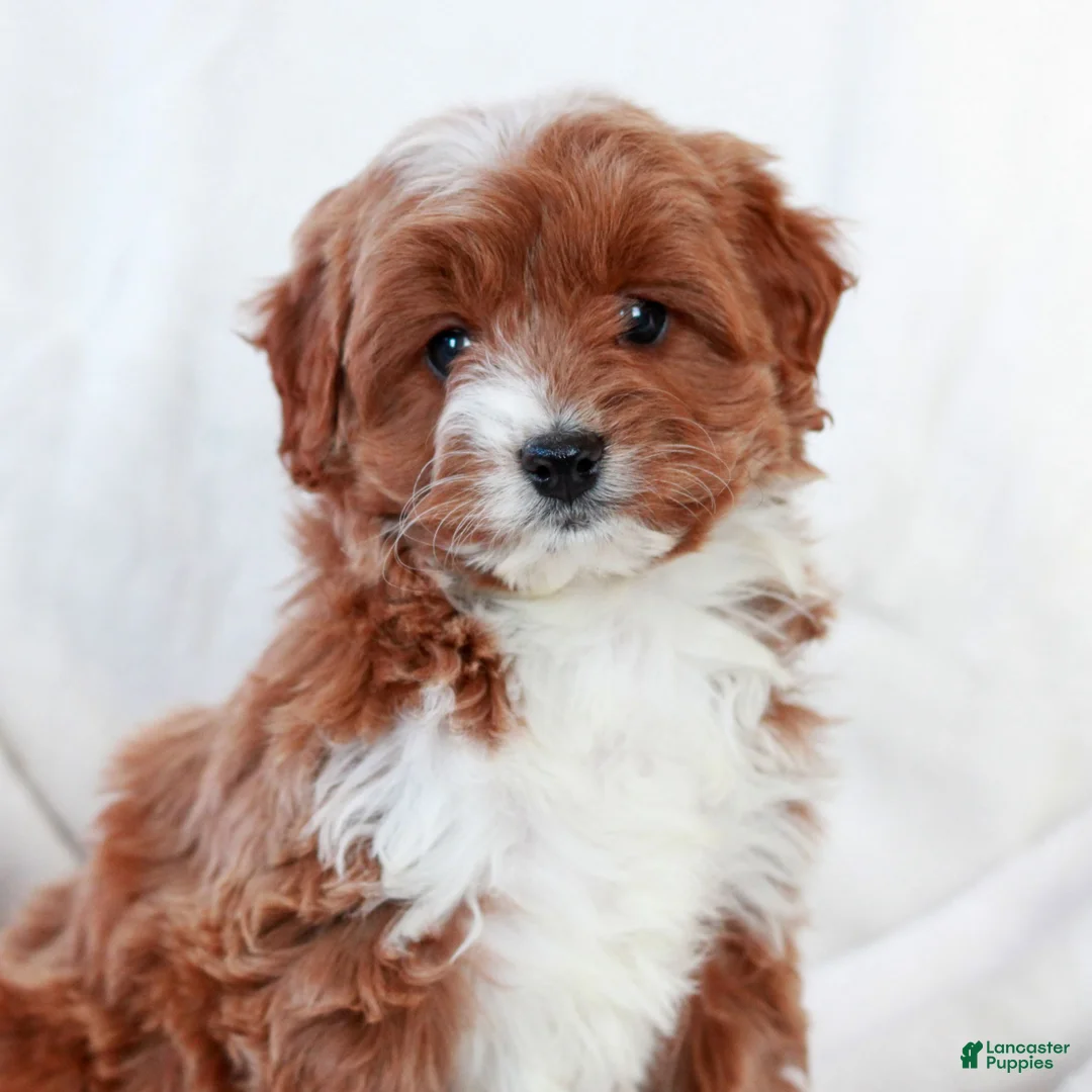 Cavapoo dogs for sale: Lucas  - Ad 3