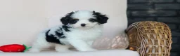 Cavapoo dogs for sale: Brady - Ad 11