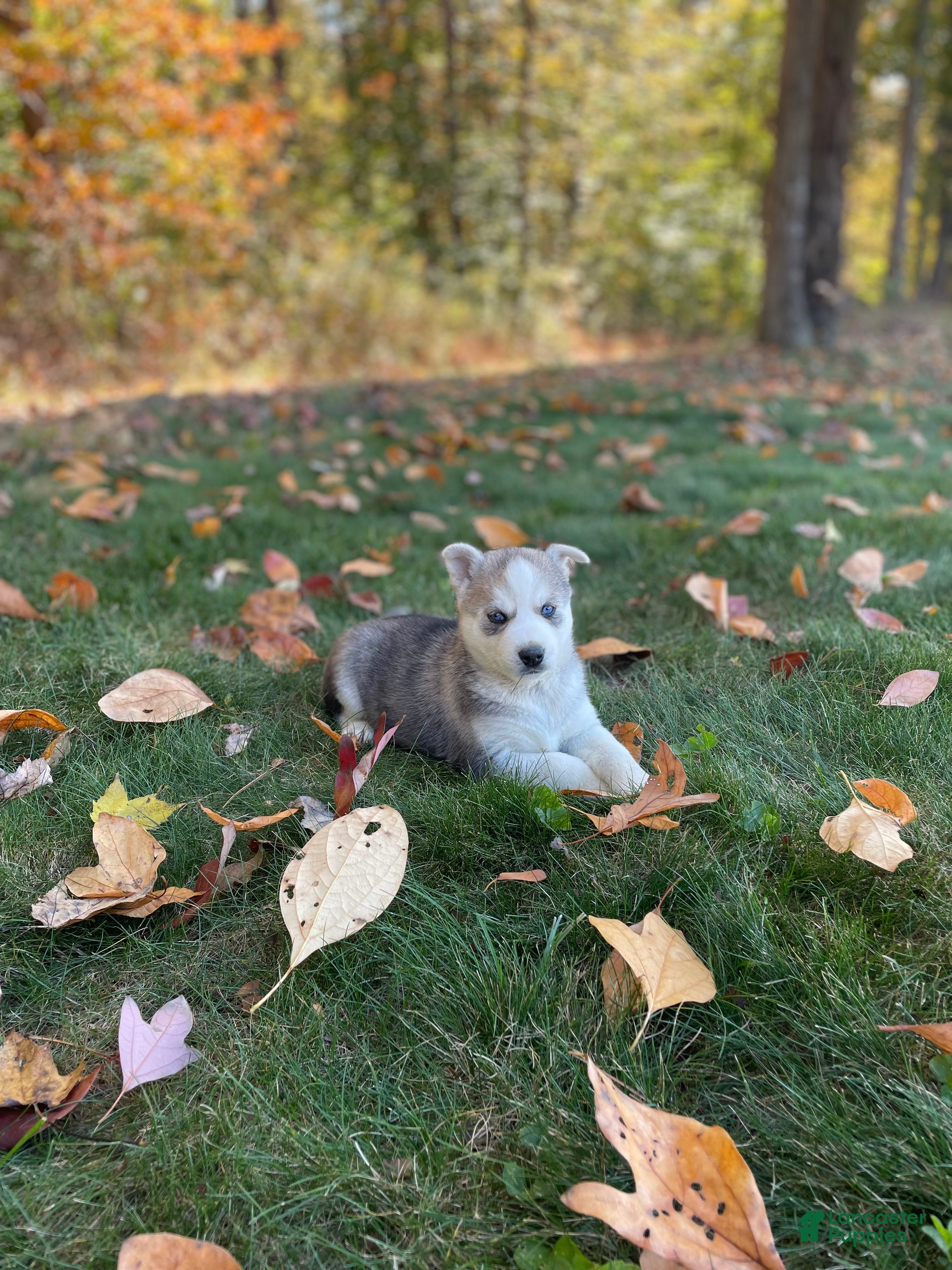 Gerberian Shepsky dogs for sale: Nova - Ad 2