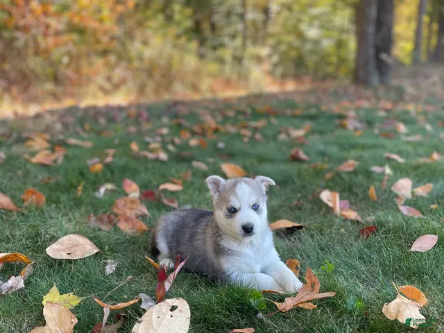 Gerberian Shepsky dogs for sale: Nova - Ad 2