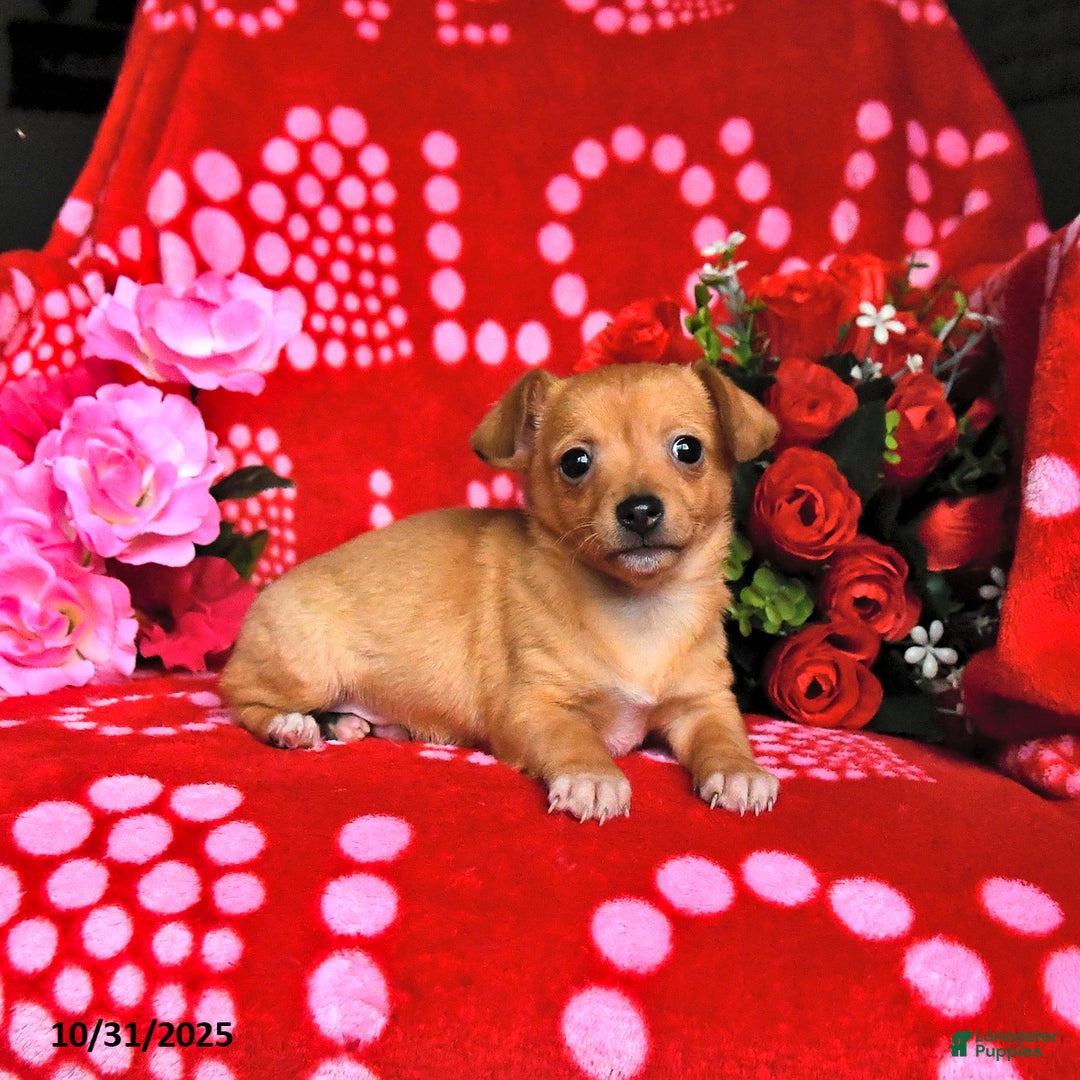 Mixed Breed dogs for sale: Peanut  - Ad 3