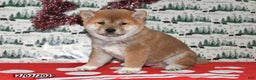 Shiba Inu dogs for sale: Liko - Ad 5