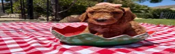 Goldendoodle dogs for sale: Hibiscus Jr. - Ad 7