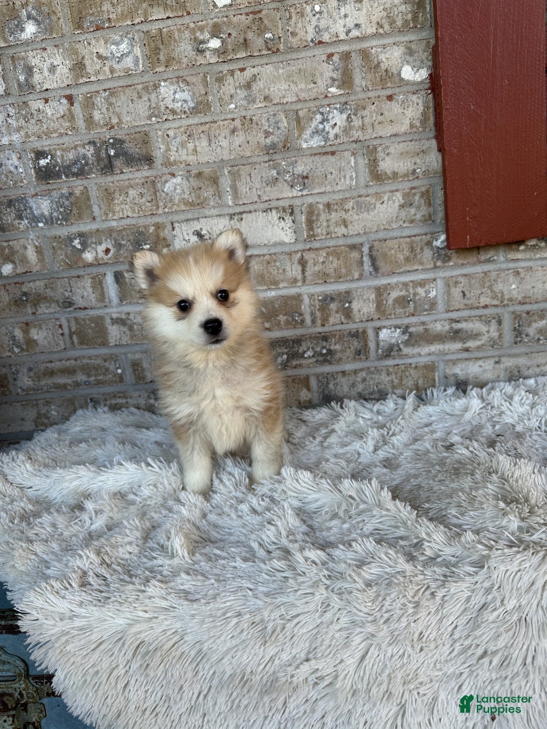 Pomsky dogs for sale: Captain - Ad 3