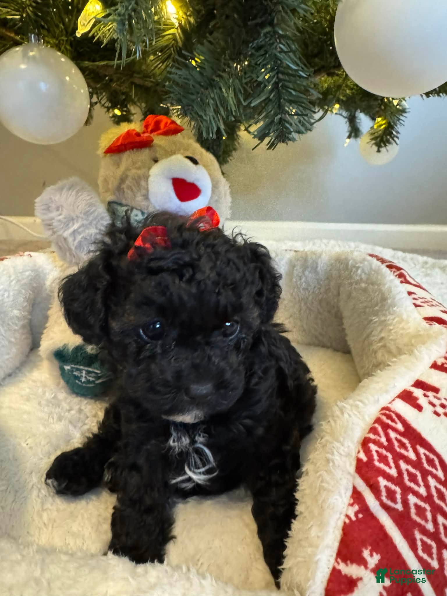 Cavapoo dogs Dolly - Ad 1