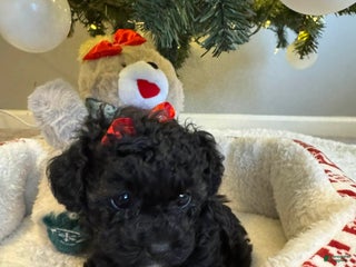 Cavapoo dogs Dolly - Ad 15