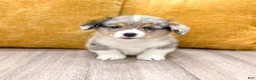 Welsh Corgi Pembroke dogs for sale: Alex - Ad 3