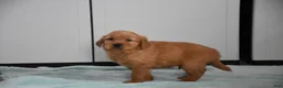 Golden Retriever dogs for sale: Ranger    Genetic/OFA - Ad 4