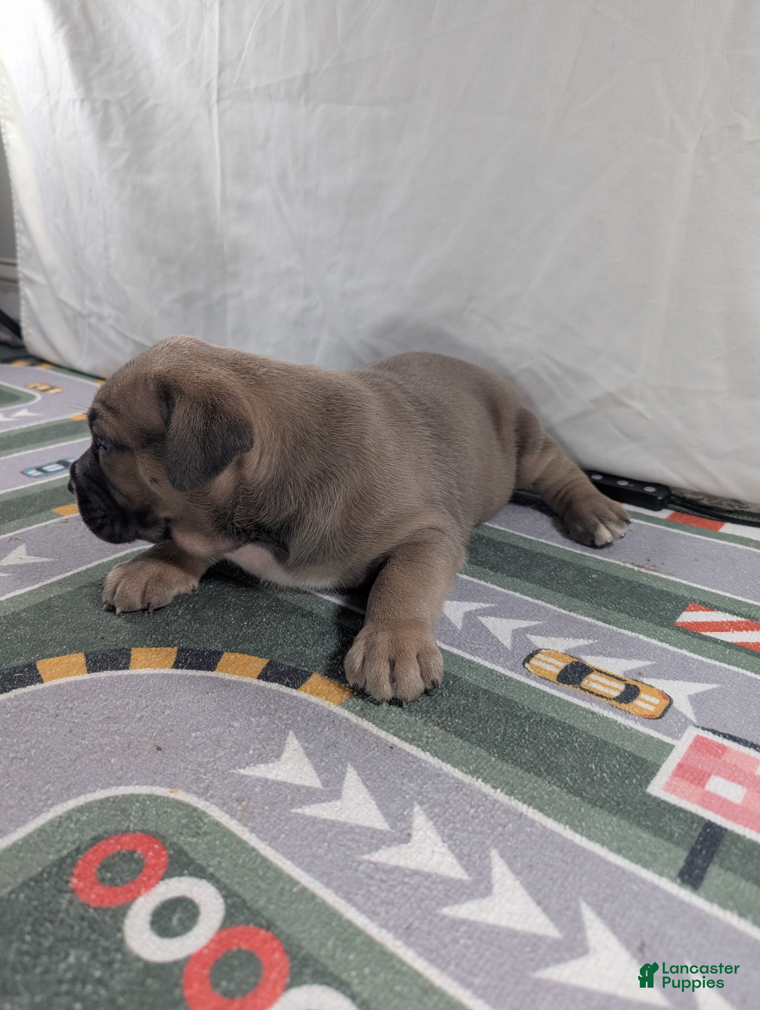 Cane Corso dogs for sale: Aries  - Ad 4