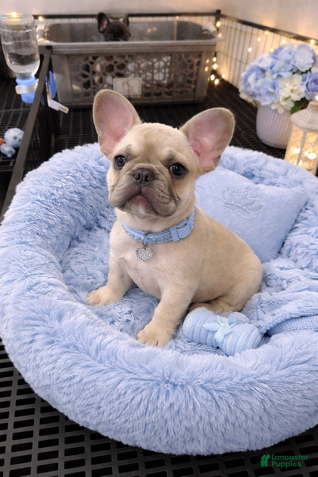 French Bulldog dogs French Bulldog Puppy 1 - Ad 1