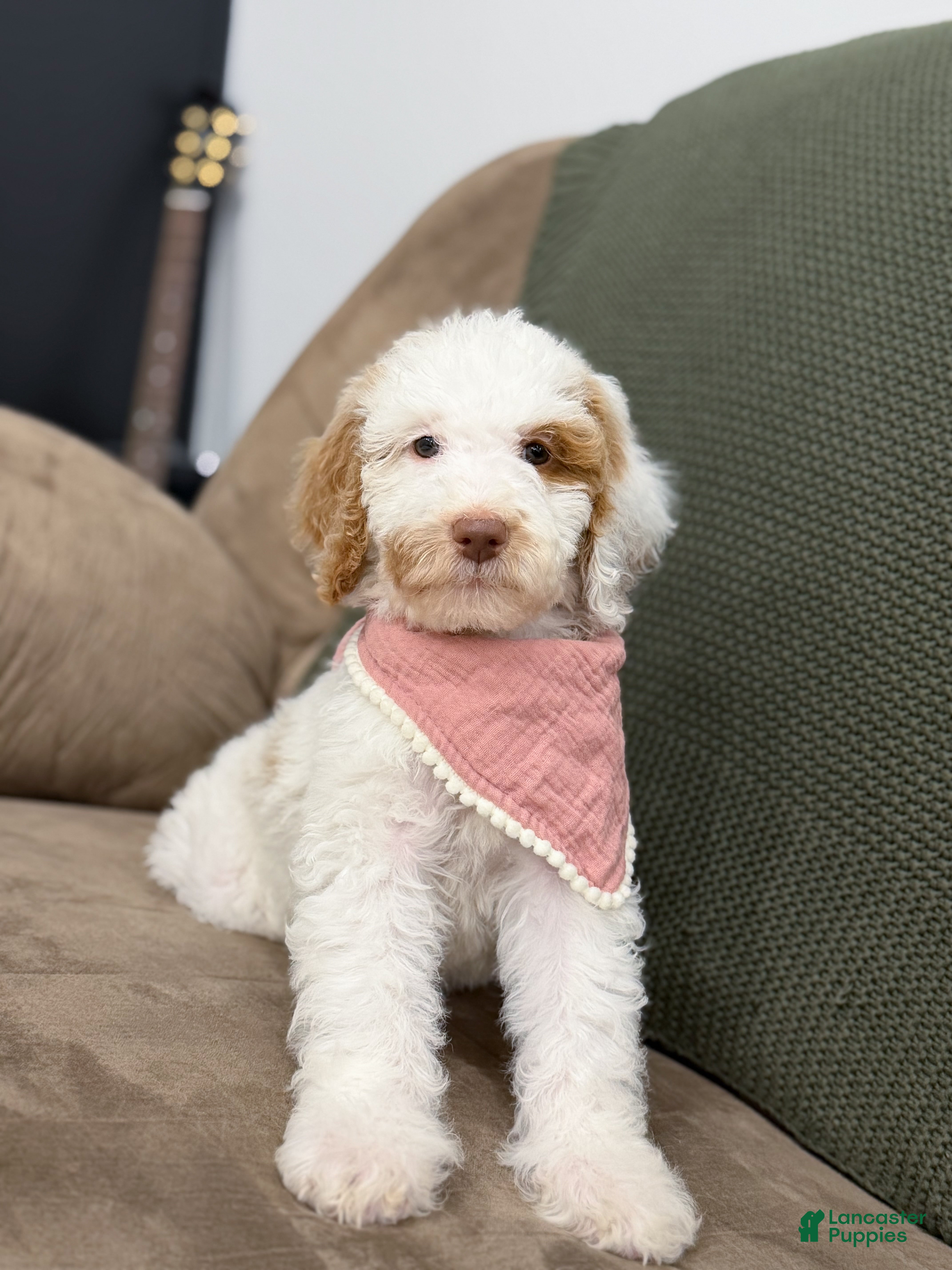 Goldendoodle dogs for sale: Hello I’m Wren🎀 - Ad 2
