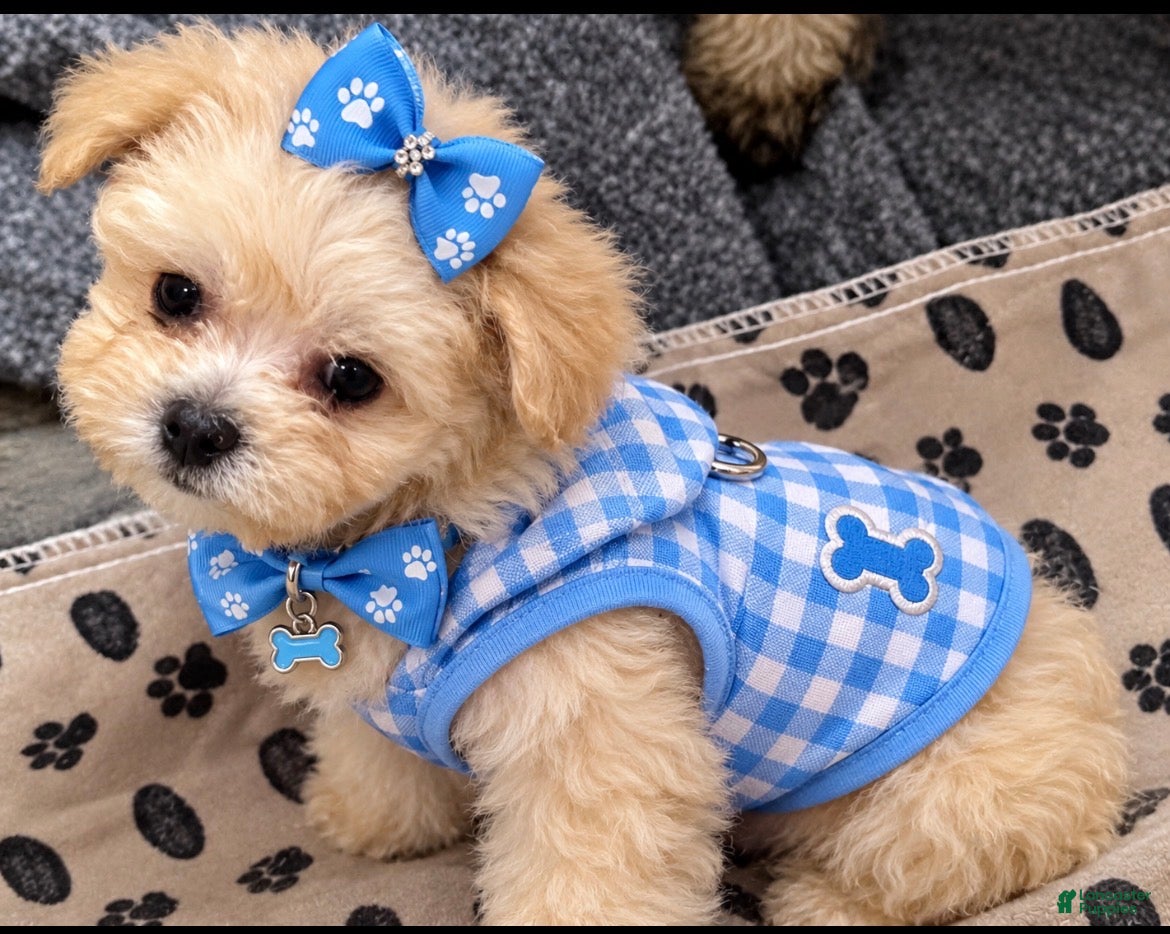 Maltipoo dogs Maltipoo 1 - Ad 1