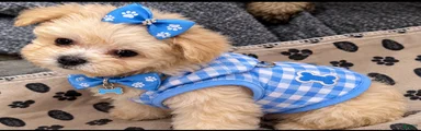 Maltipoo 1