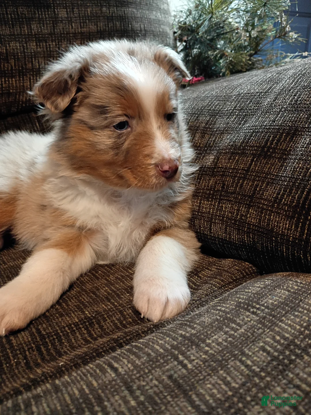 Australian Shepherd dogs for sale: Chloe  - Ad 3