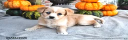 Mixed Breed dogs for sale: Sage - Ad 3