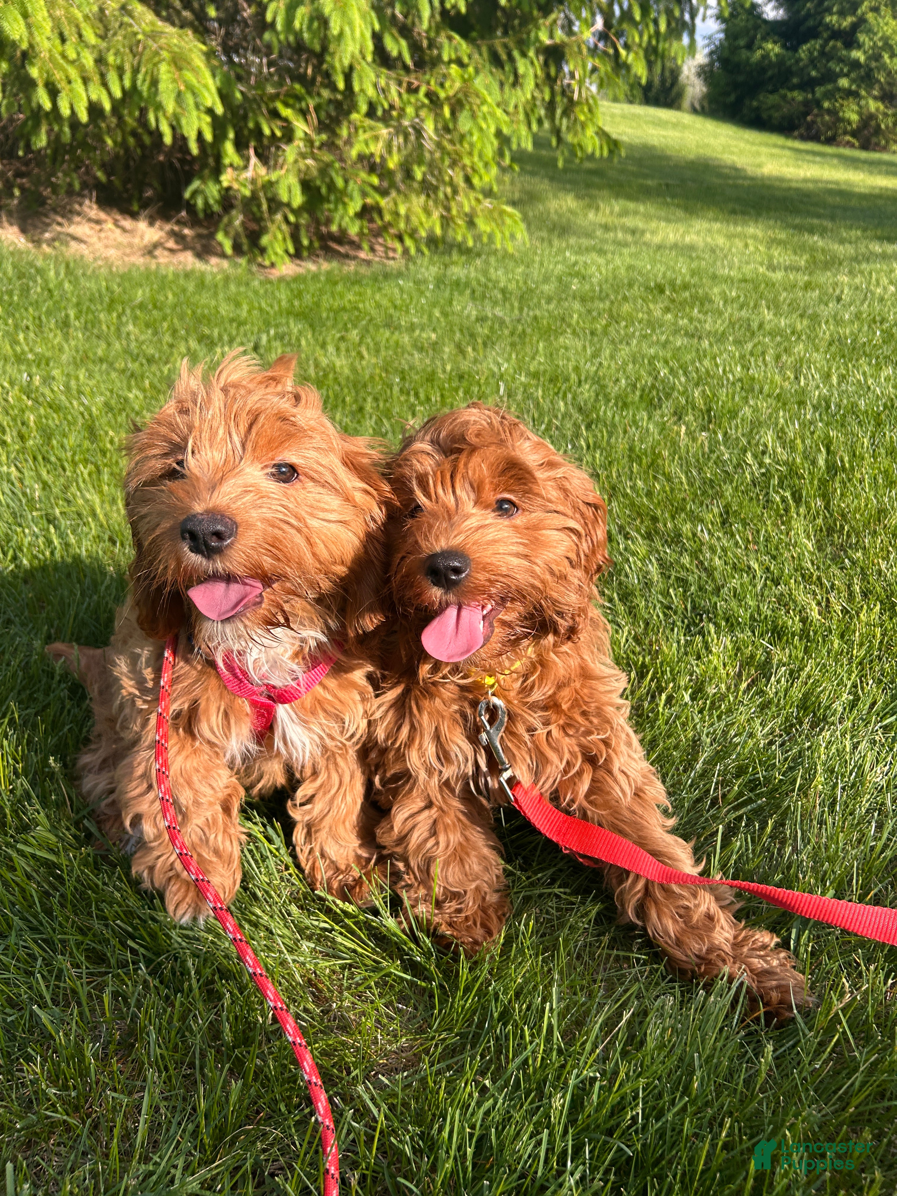 Cockapoo dogs Sirya - Ad 3