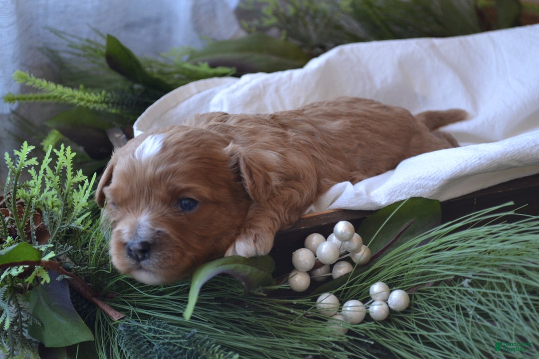 Cavapoo dogs for sale: Griffin - Ad 3