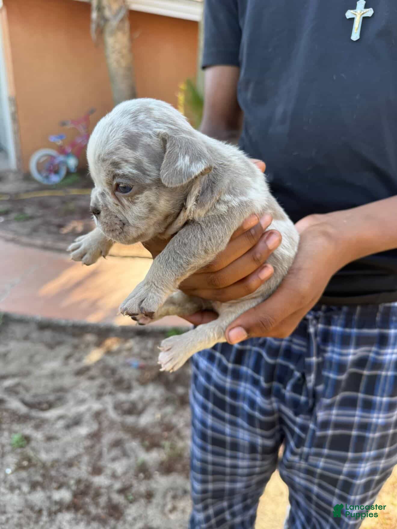 American Bully dogs Merle Female 2 - Ad 12