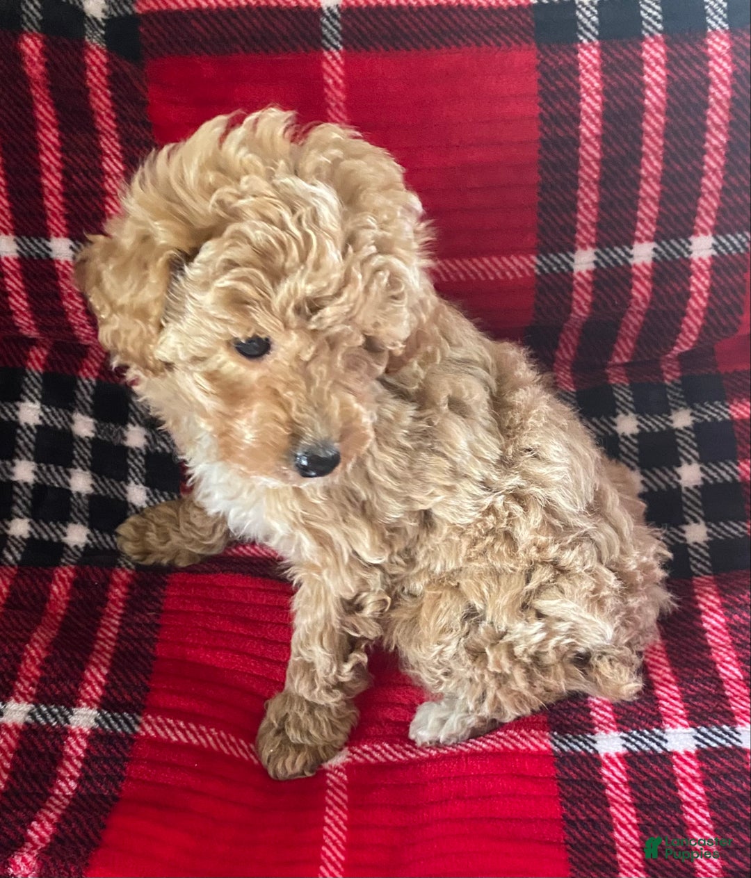 Miniature Poodle dogs for sale: Miniature Poodle Puppy 1 - Ad 2