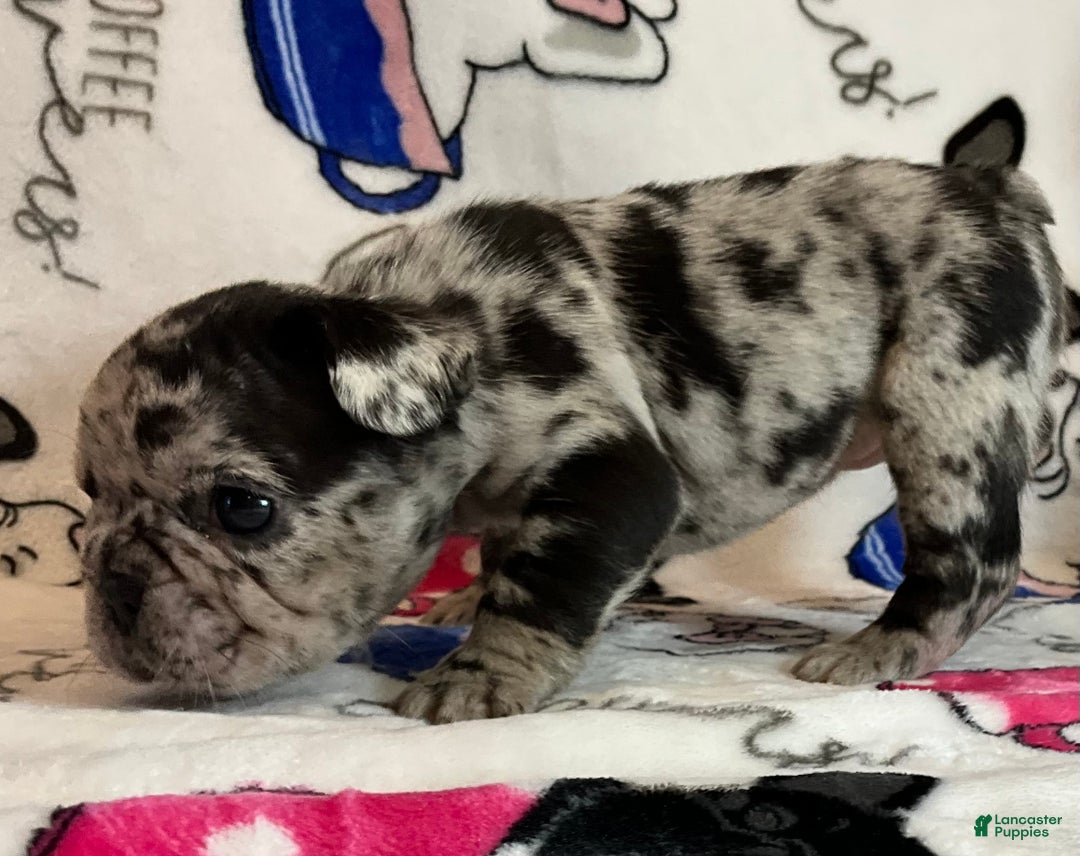 French Bulldog dogs for sale: Shell - Ad 14