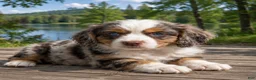 Mixed Breed dogs for sale: Winnie - Ad 4