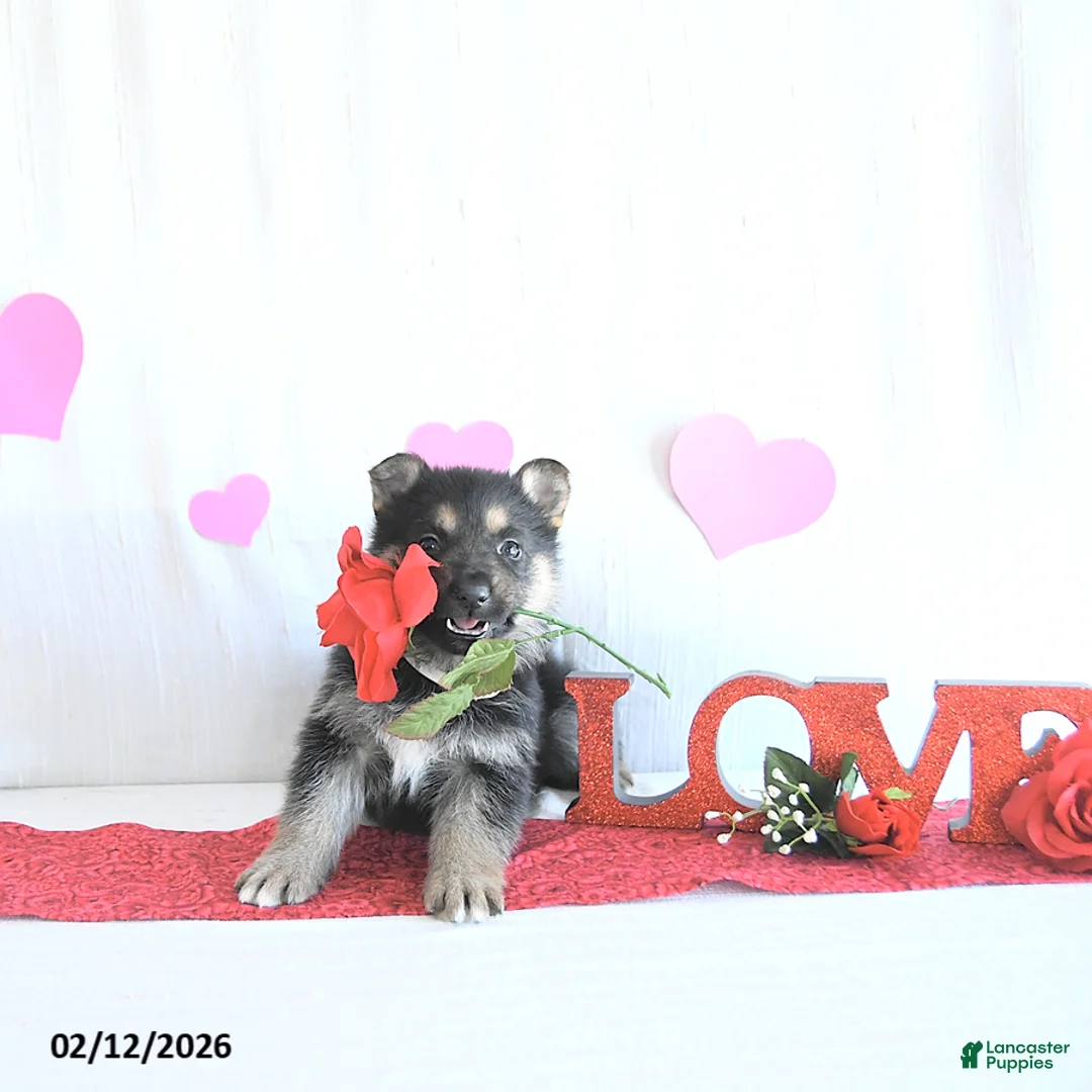 German Shepherd dogs for sale: Sugar - Ad 1