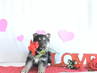 German Shepherd dogs Sugar - Ad 5