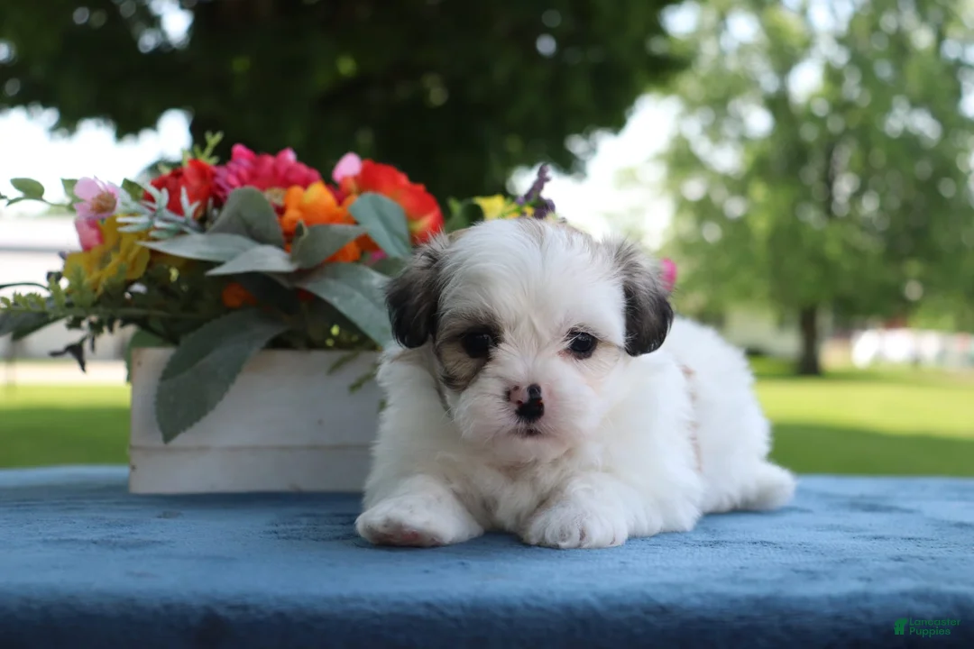 Gallery Image {{count}}