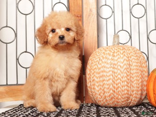 Mini Goldendoodle dogs - Ad 19