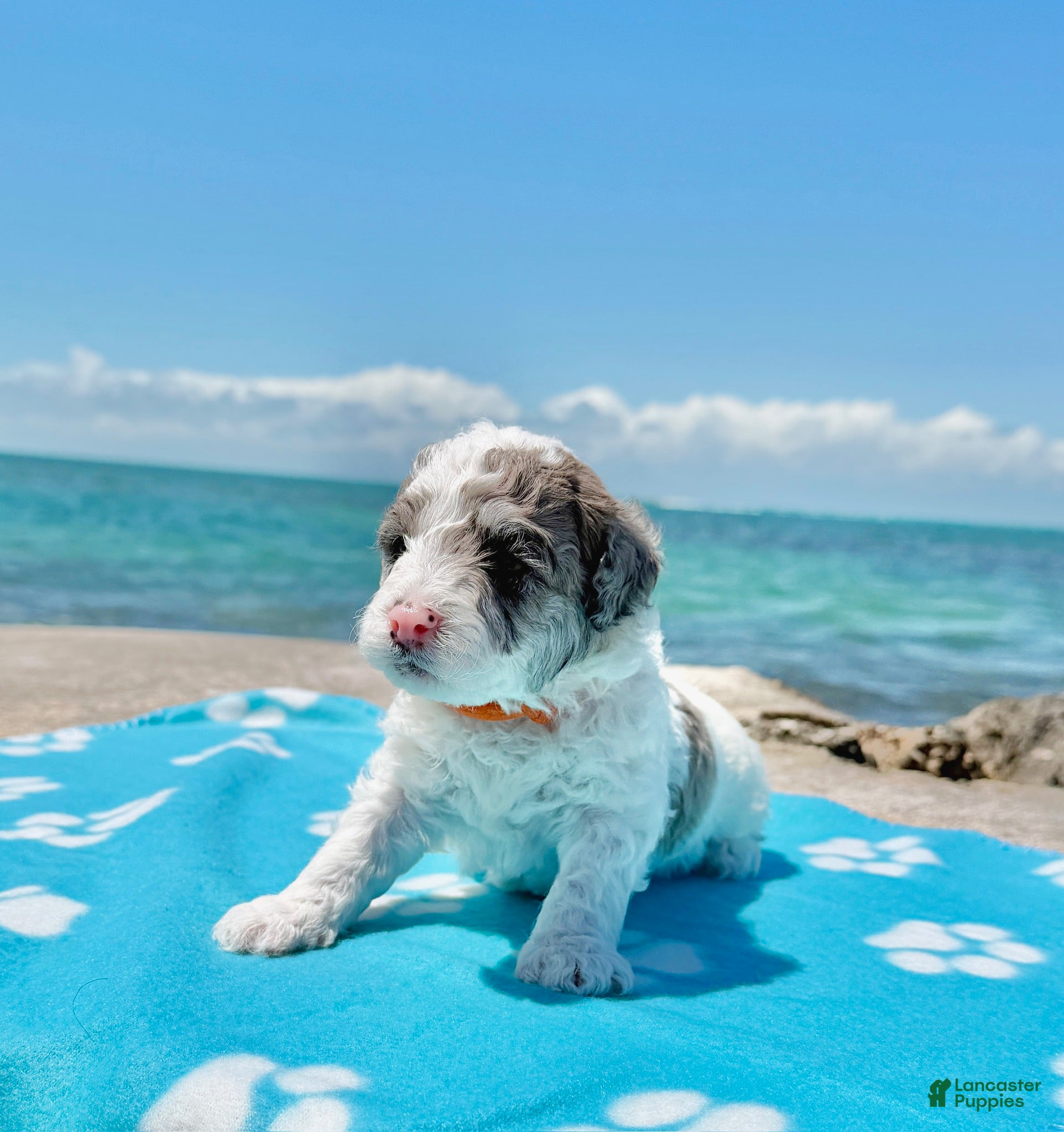 Miniature Poodle dogs Miniature Poodle Orange - Ad 1