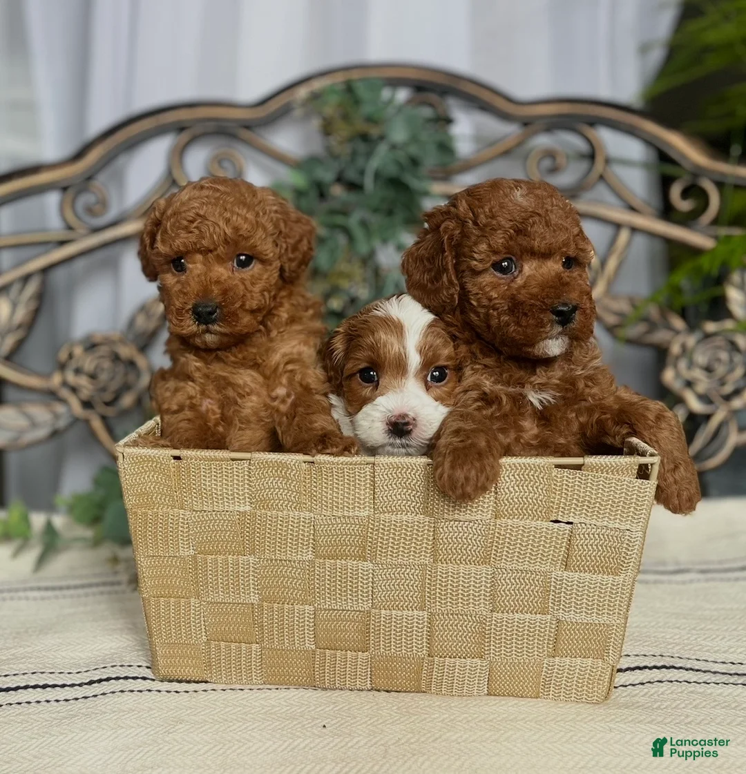 Miniature Poodle dogs for sale: Lil Muffin Top❤️🐾AKC Genetic Health Tested❤️🐾Call 717-529-1907 - Ad 2