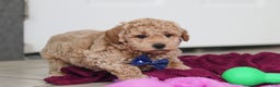 Mini Goldendoodle dogs for sale: Howie - Ad 6