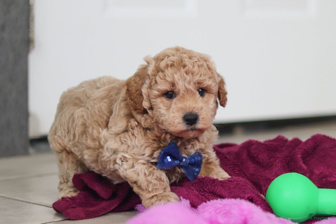 Mini Goldendoodle dogs for sale: Howie - Ad 6