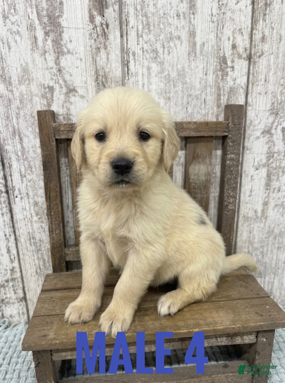 Golden Retriever dogs Golden Retriever Puppy 2 - Ad 24