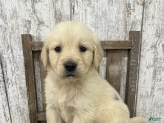 Golden Retriever dogs Golden Retriever Puppy 2 - Ad 24