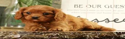 Cavapoo dogs for sale: BJ - Ad 5