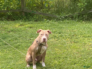 Mixed Breed dogs - Ad 8