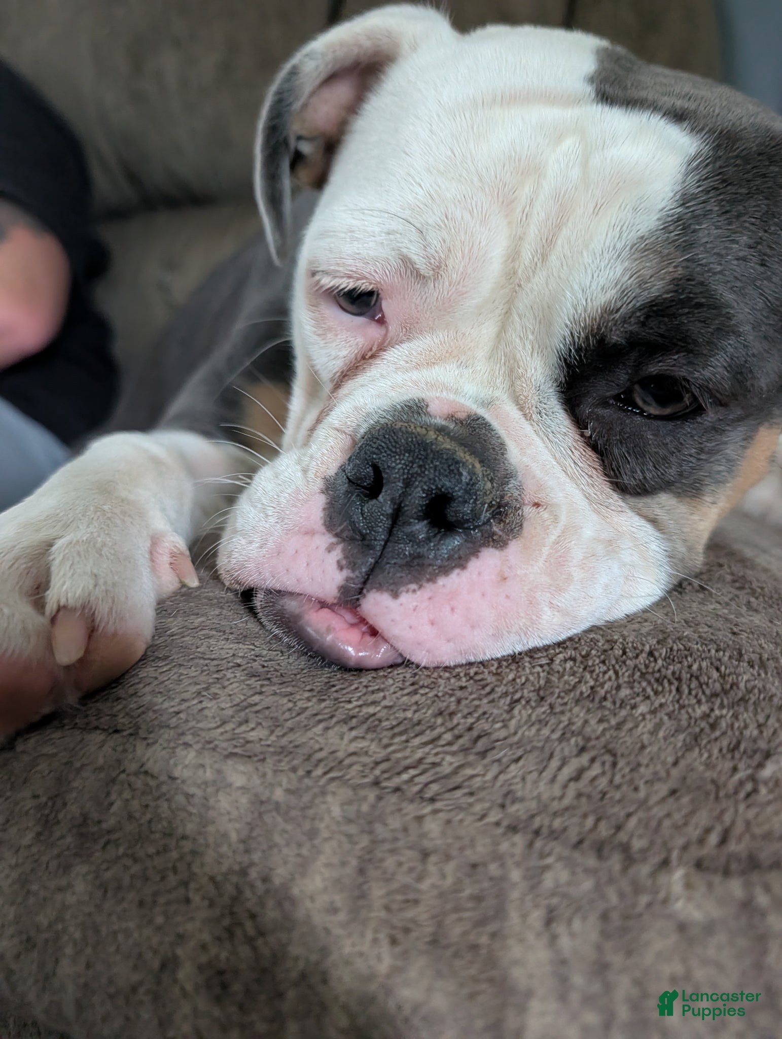 Olde English Bulldogge dogs Olde English Bulldogge Puppy 1-Nyx - Ad 1