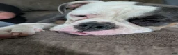 Olde English Bulldogge dogs for sale: Olde English Bulldogge Puppy 1-Nyx - Ad 1