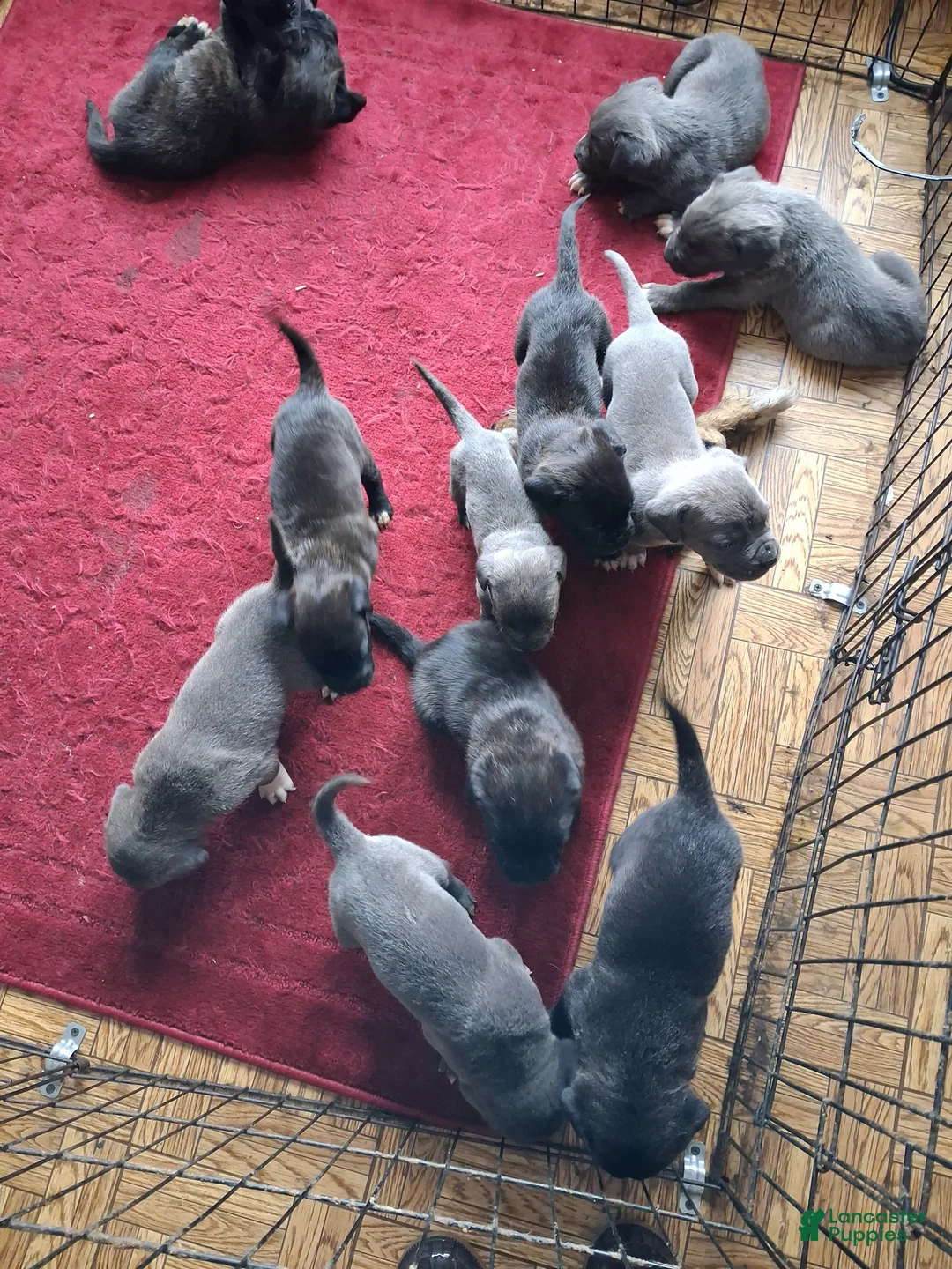 Gallery Image {{count}}