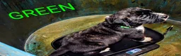 Presa Canario dogs for sale: Ms Green - Ad 15