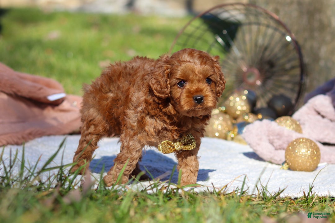 Cavapoo dogs for sale: Archie - Ad 4
