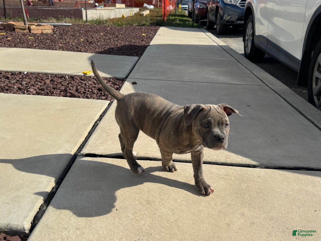 American Bully dogs for sale: Brownie  - Ad 1