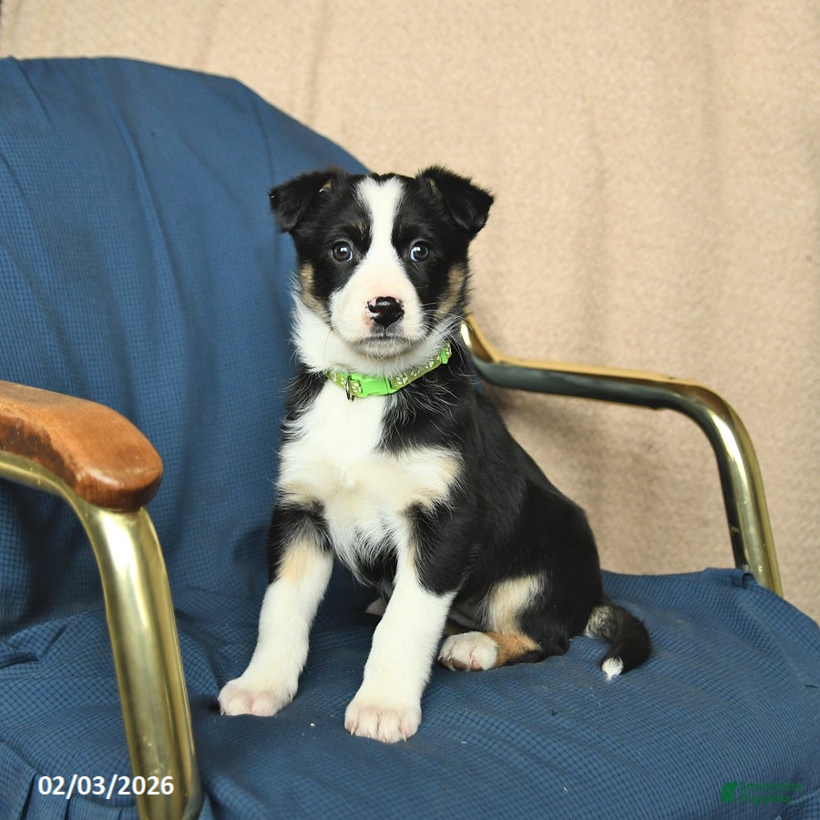 Mixed Breed dogs Ruby - Ad 2