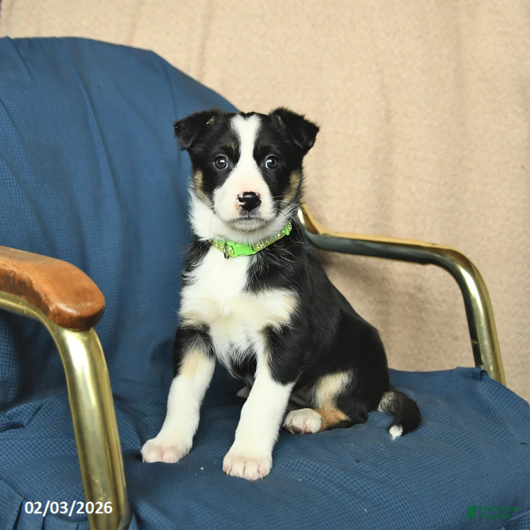 Mixed Breed dogs for sale: Ruby - Ad 2