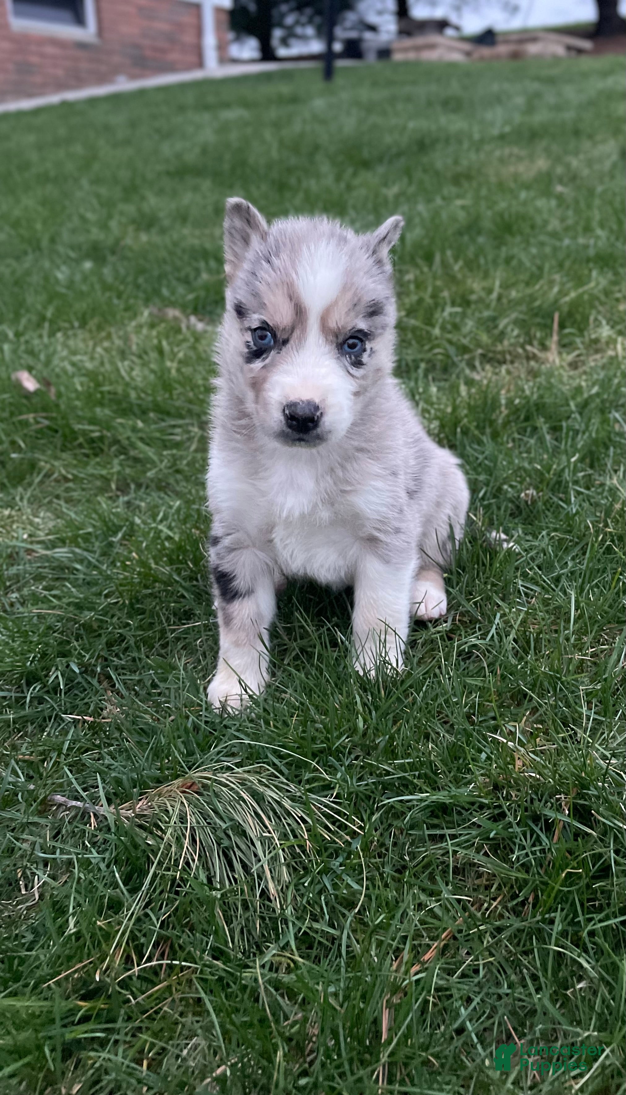 Gerberian Shepsky dogs Chief - Ad 2